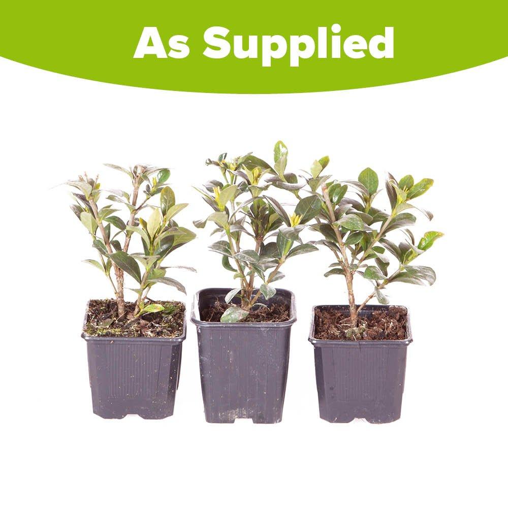 White - YouGarden - Gardenia Kleims Hardy (3 x 9cm Pots) - 4