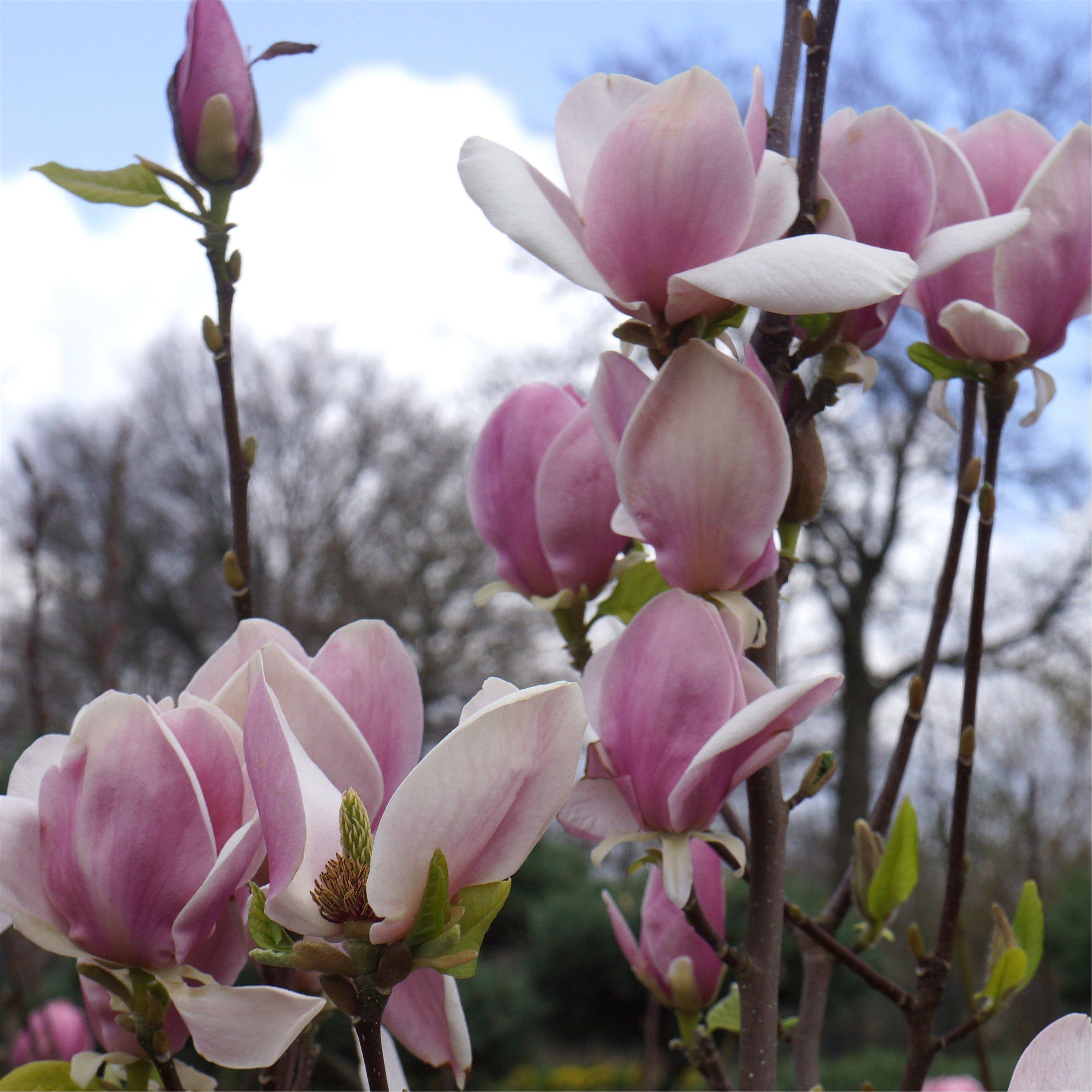 Yougarden  Magnolia Soulangeana (9Cm Pot) -  - 9cm Pot