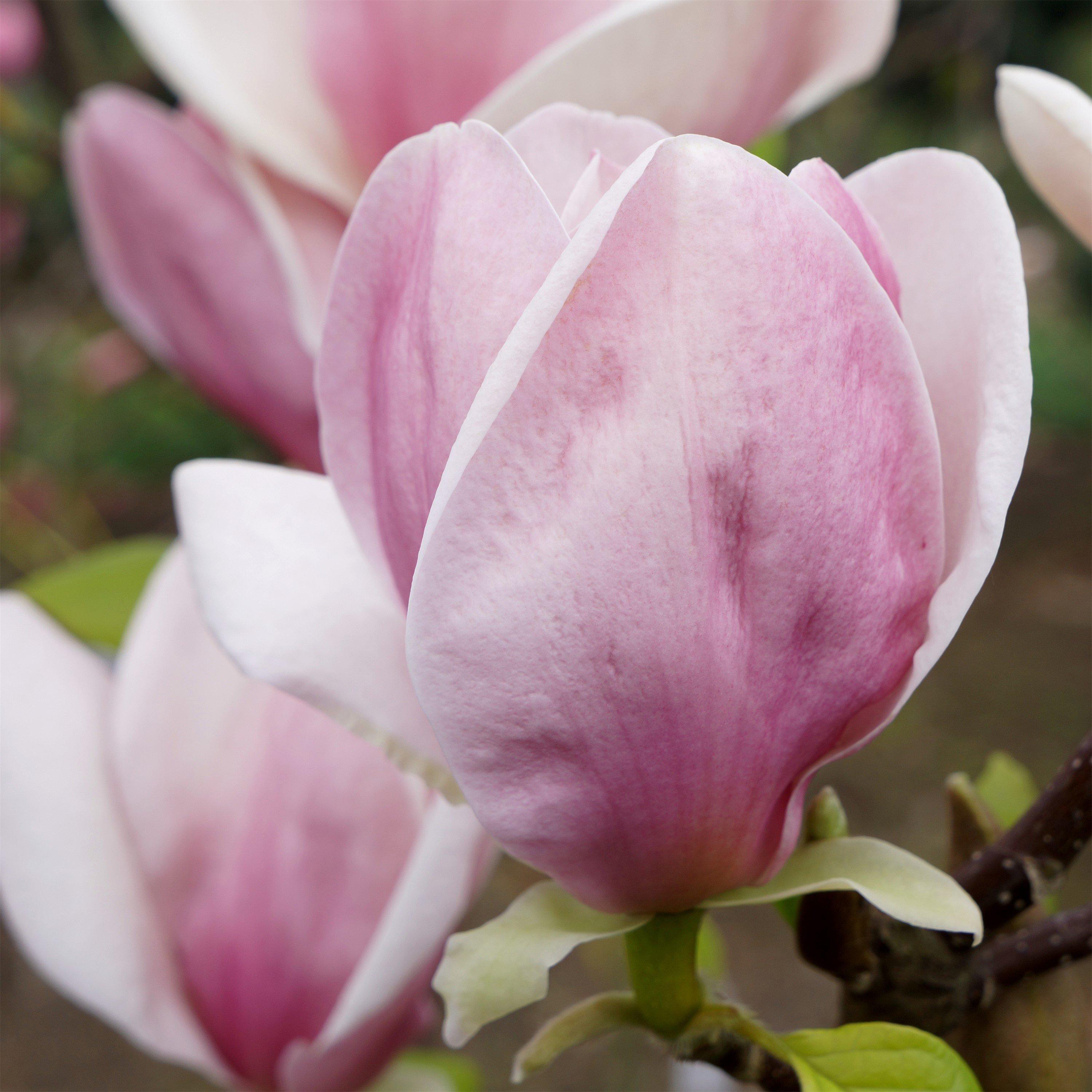 Multi - YouGarden - Magnolia soulangeana (9cm Pot) - 2