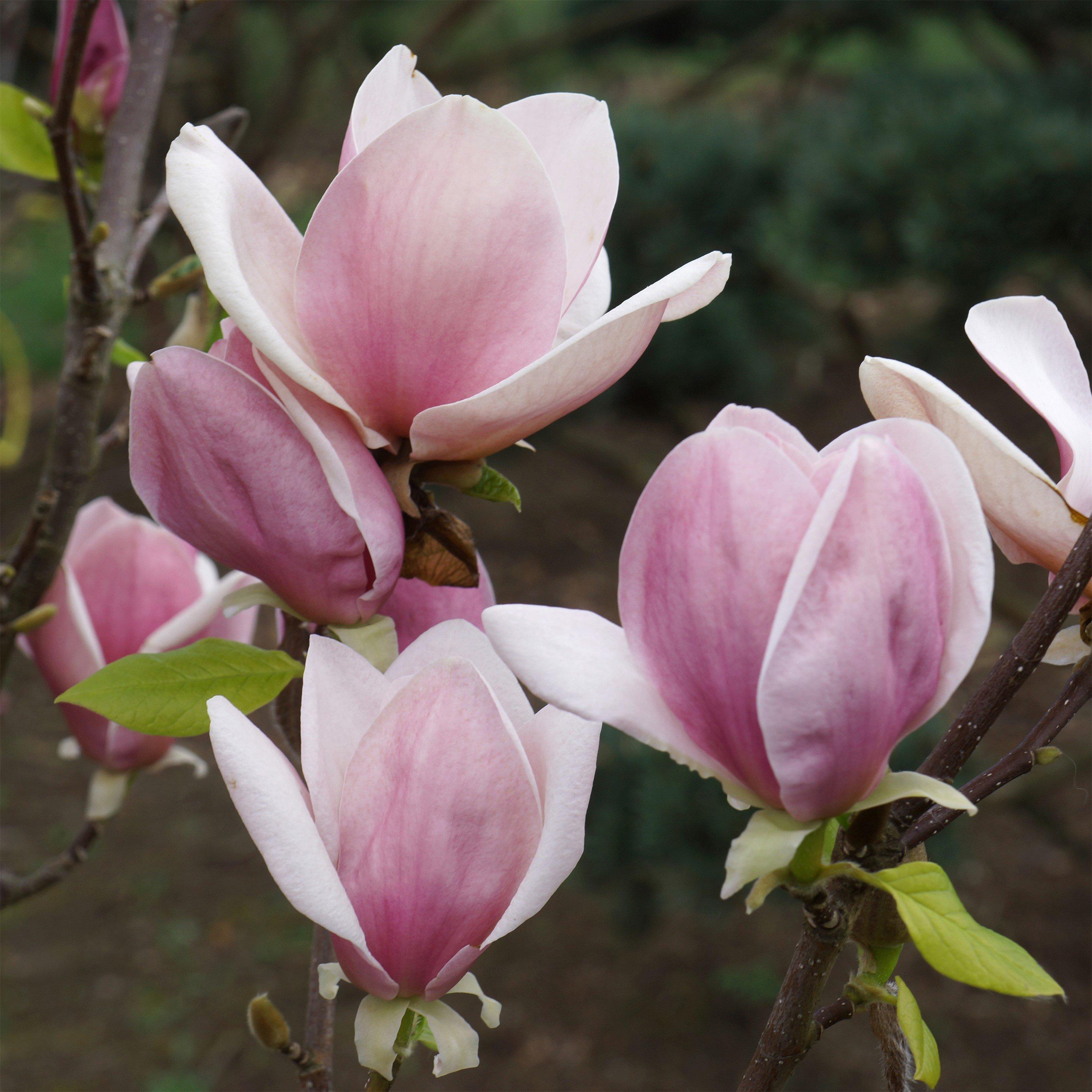 Multi - YouGarden - Magnolia soulangeana (9cm Pot) - 3