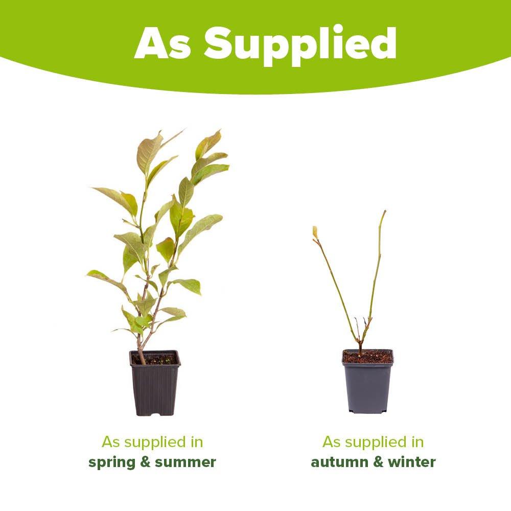 Multi - YouGarden - Magnolia soulangeana (9cm Pot) - 4