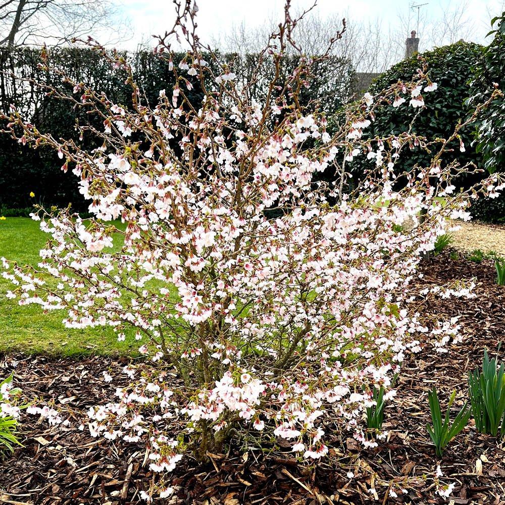 Multi - YouGarden - Fuji Cherry - Prunus incisa Kojo-no-Mai (3L Pot) - 2