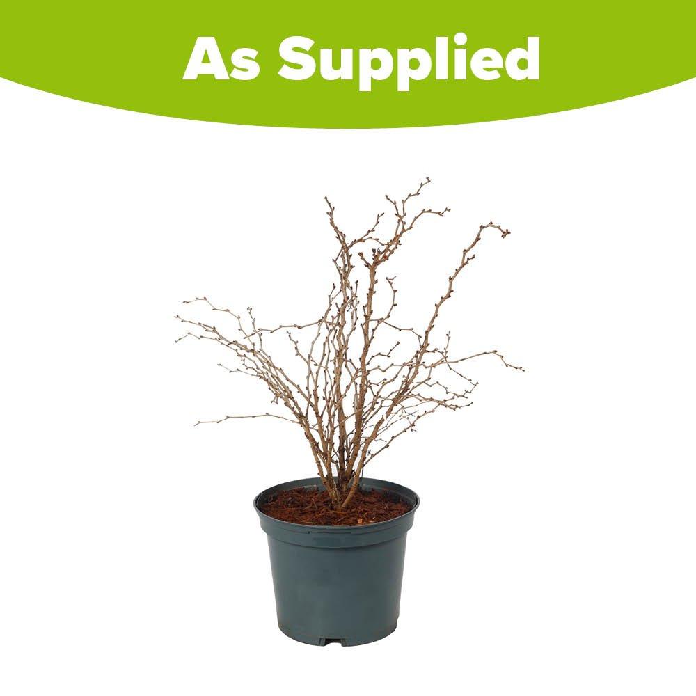 Multi - YouGarden - Fuji Cherry - Prunus incisa Kojo-no-Mai (3L Pot) - 3