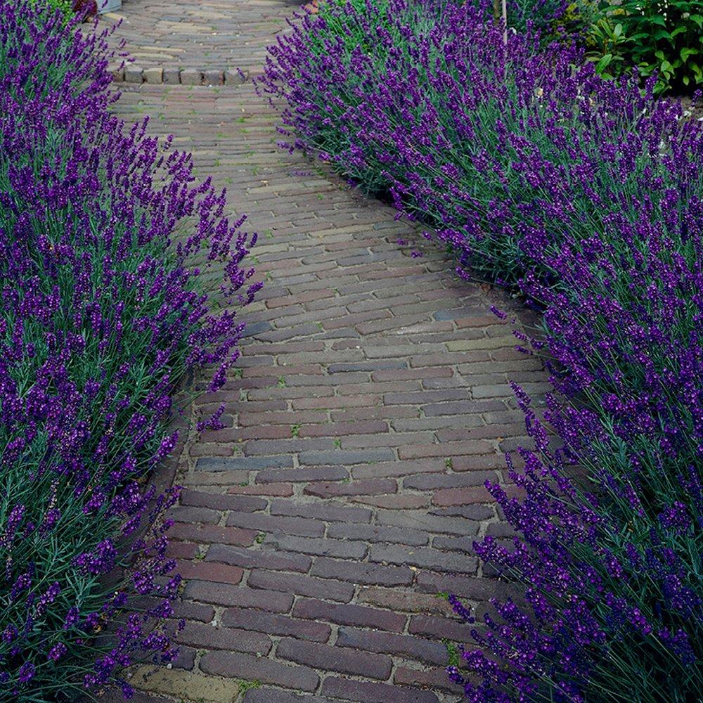 Yougarden  Lavender Hidcote 9Cm Pot X 12 - Purple - 12x9cm pot