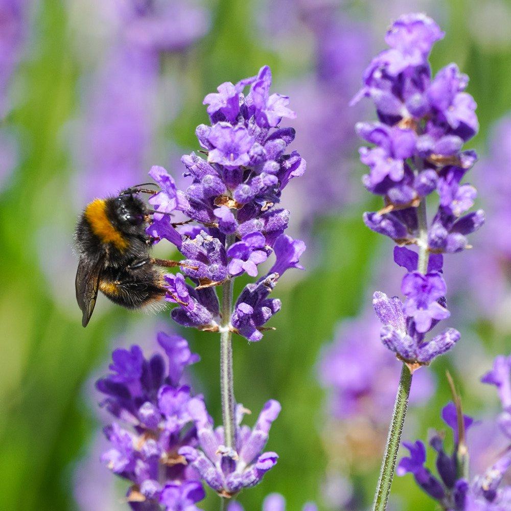 Purple - YouGarden - Lavender Hidcote 9cm pot x 12 - 3