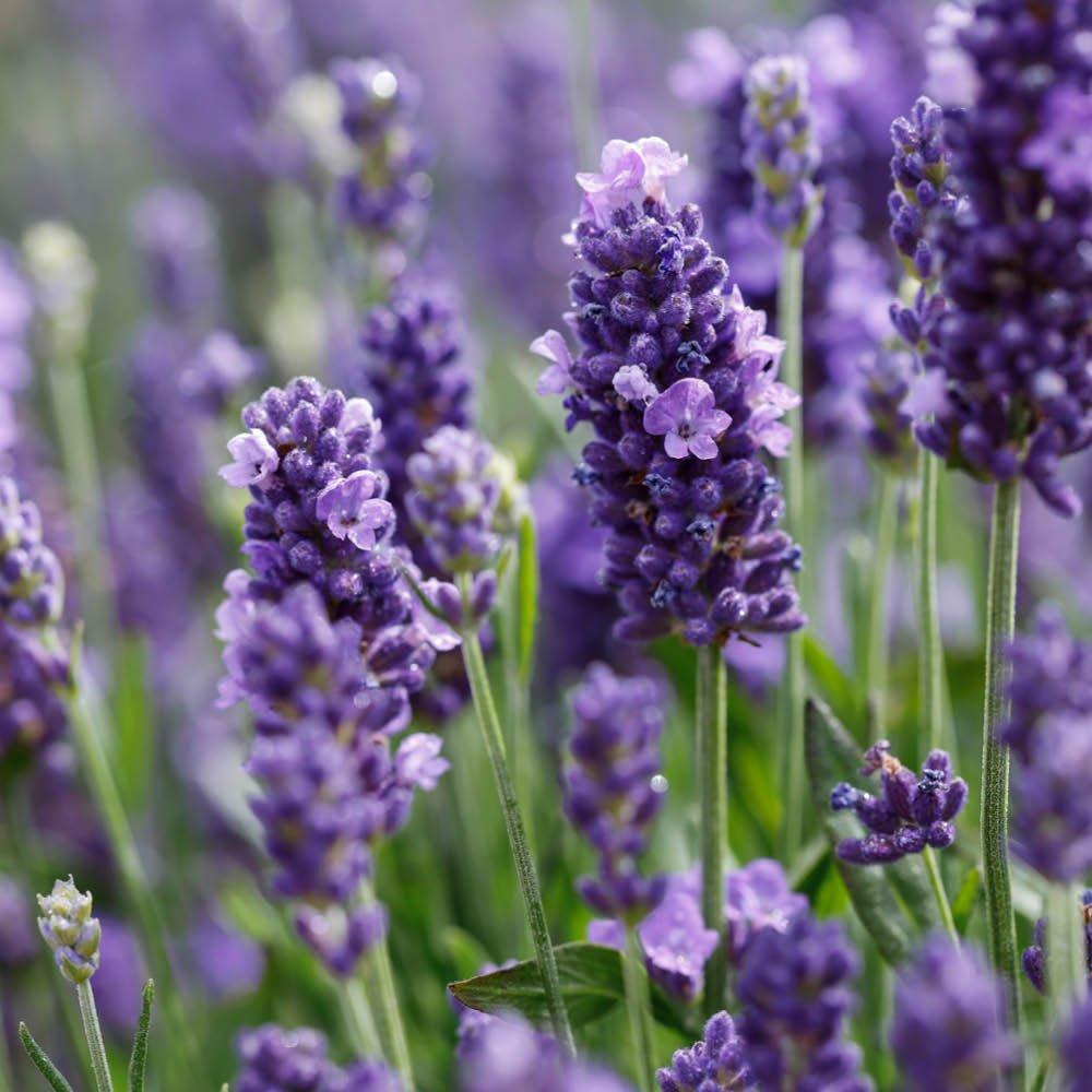Purple - YouGarden - Lavender Hidcote 9cm pot x 12 - 4