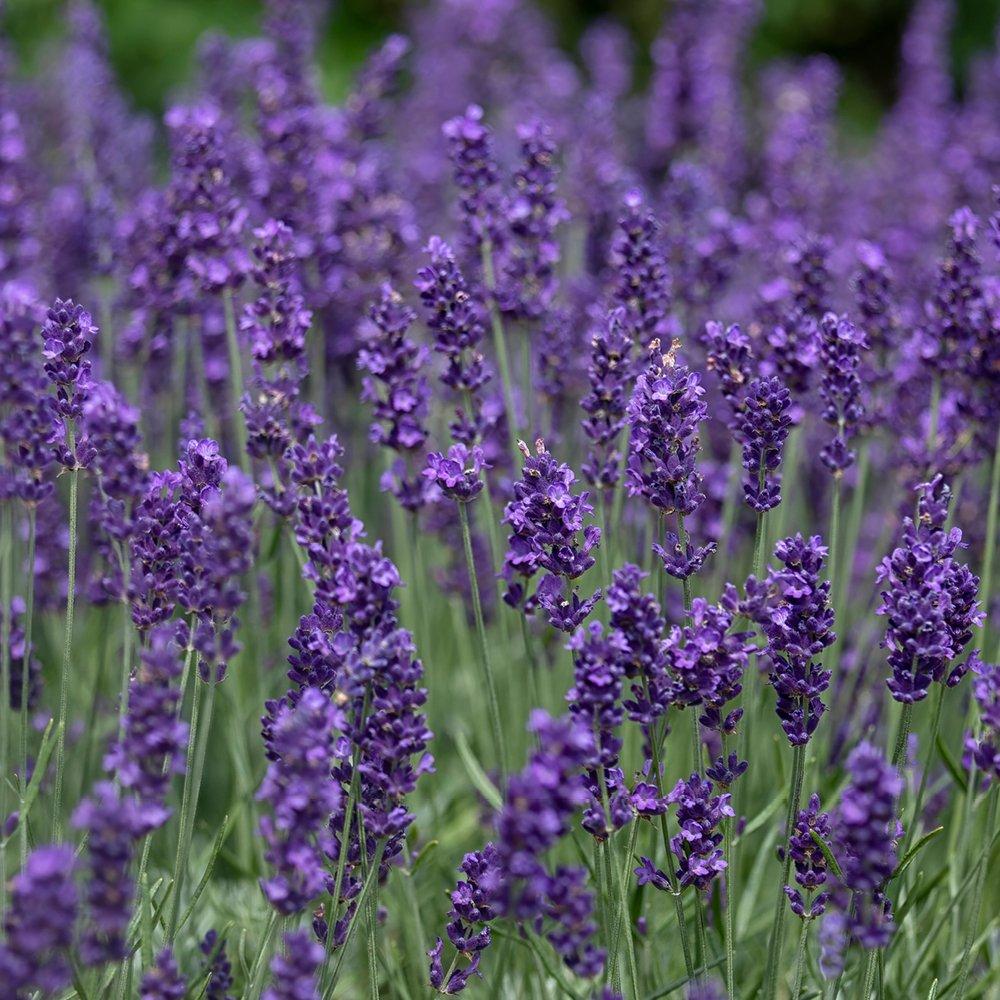 Purple - YouGarden - Lavender Hidcote 9cm pot x 12 - 5