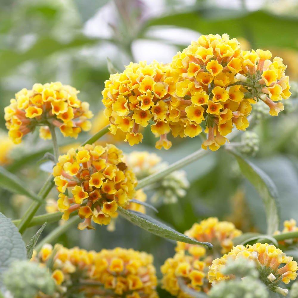 Yellow - YouGarden - Buddleia Sungold (3 x  9cm Pots) - 1