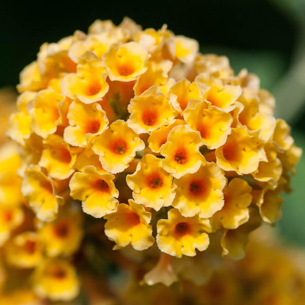 Yellow - YouGarden - Buddleia Sungold (3 x  9cm Pots) - 3