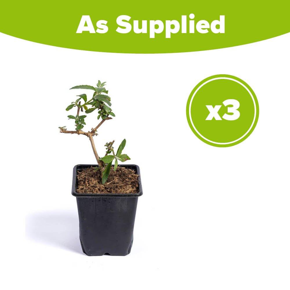 Yellow - YouGarden - Buddleia Sungold (3 x  9cm Pots) - 4