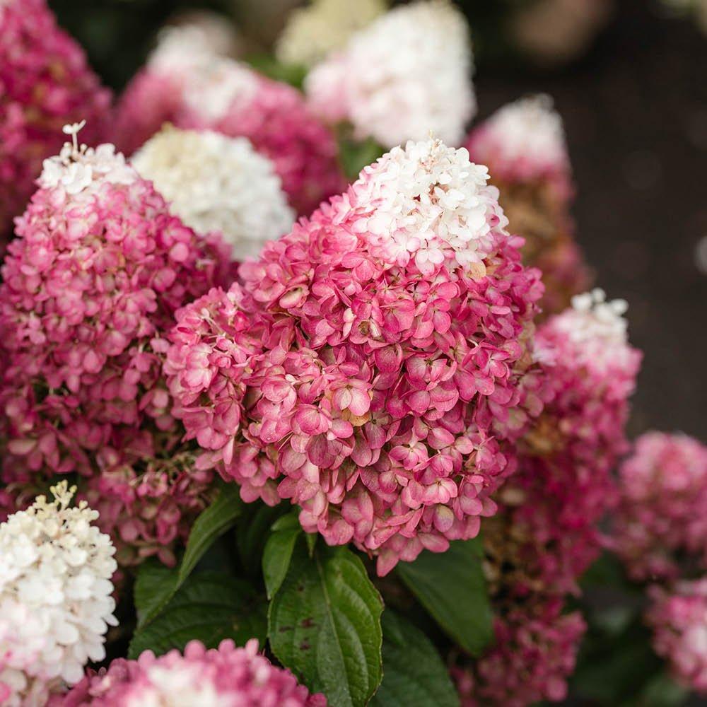 Multi - YouGarden - Hydrangea paniculata Red Velvet 12cm x3 - 2