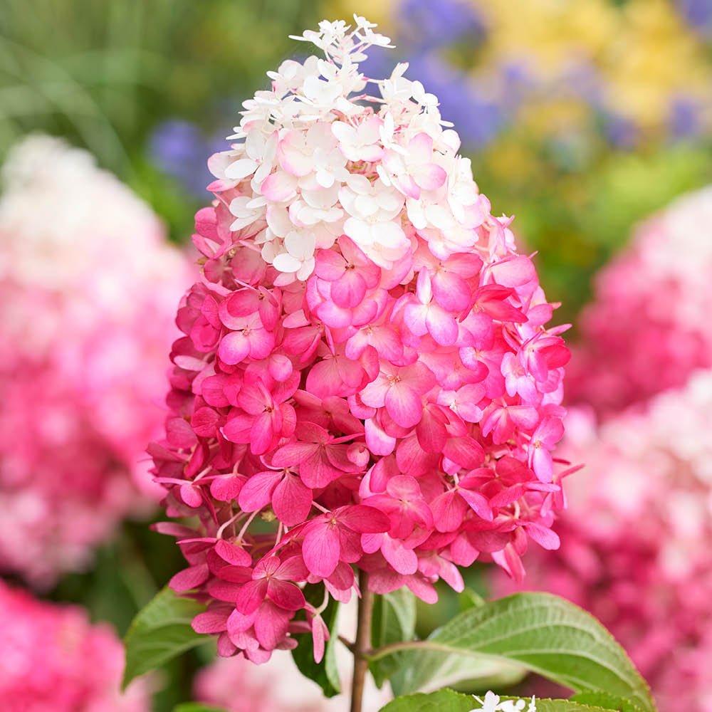 Multi - YouGarden - Hydrangea paniculata Red Velvet 12cm x3 - 3