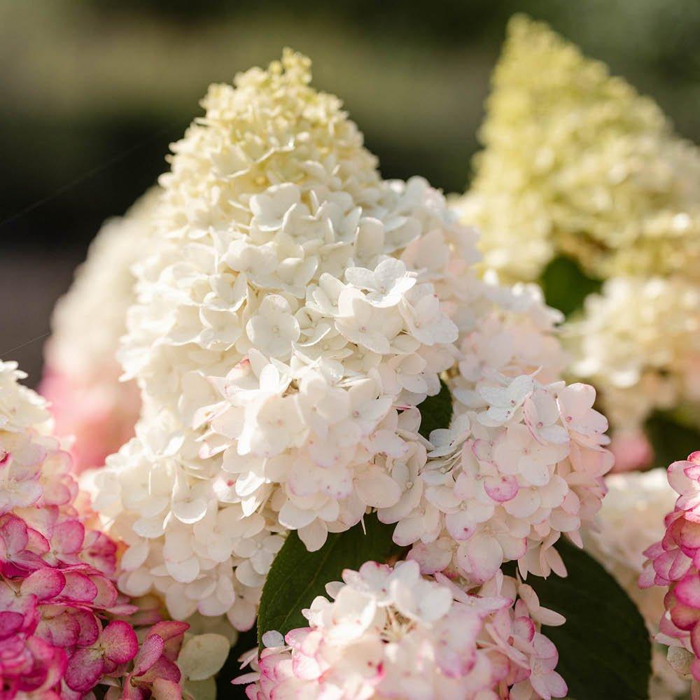 Multi - YouGarden - Hydrangea paniculata Red Velvet 12cm x3 - 4