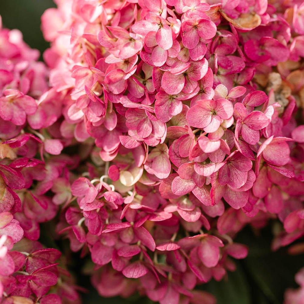 Multi - YouGarden - Hydrangea paniculata Red Velvet 12cm x3 - 5