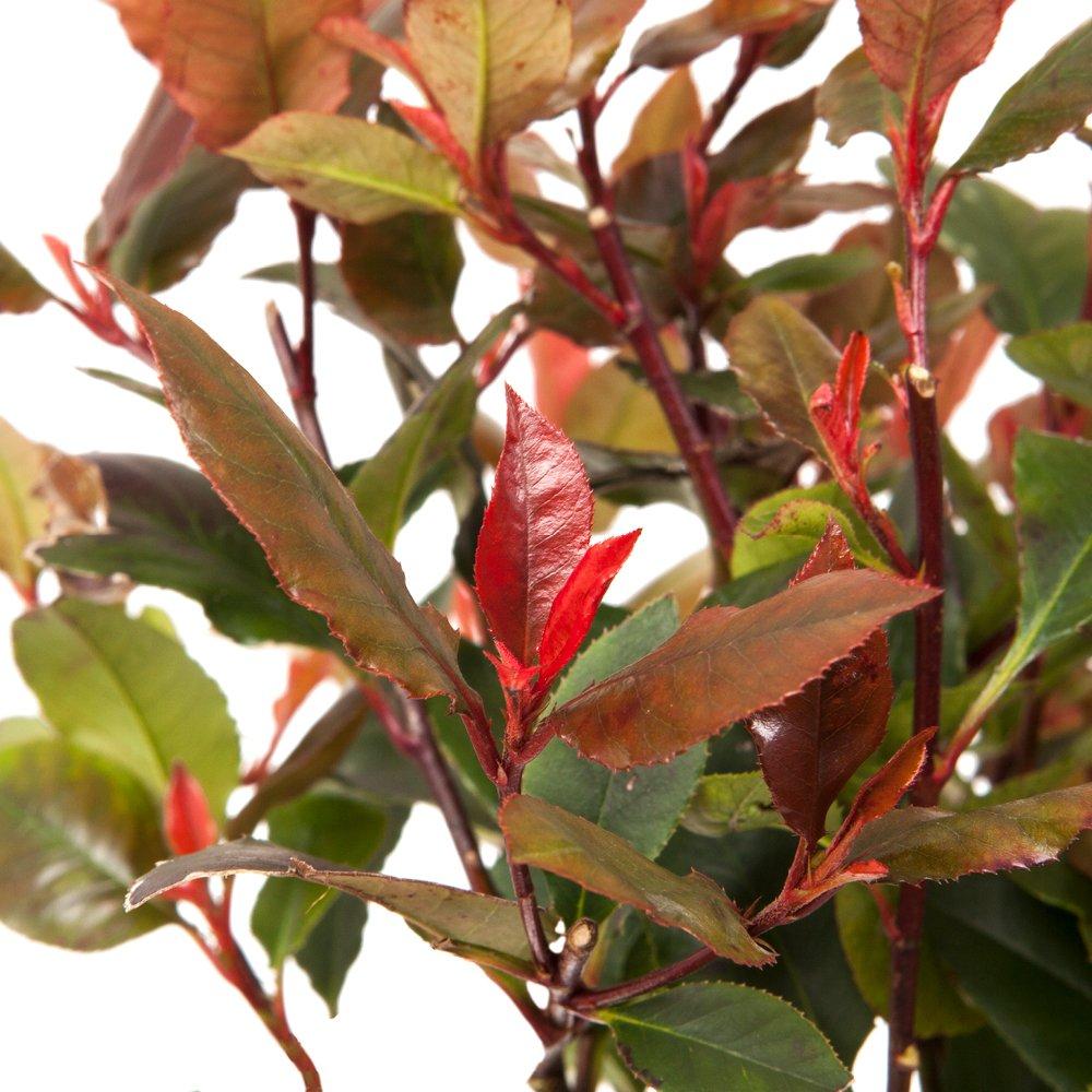 Multi - YouGarden - Photinia Red Robin 9cm x12 - 3