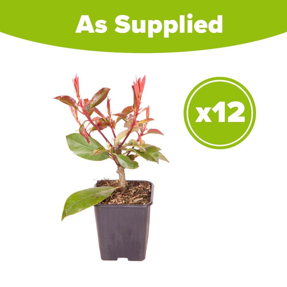 Multi - YouGarden - Photinia Red Robin 9cm x12 - 4