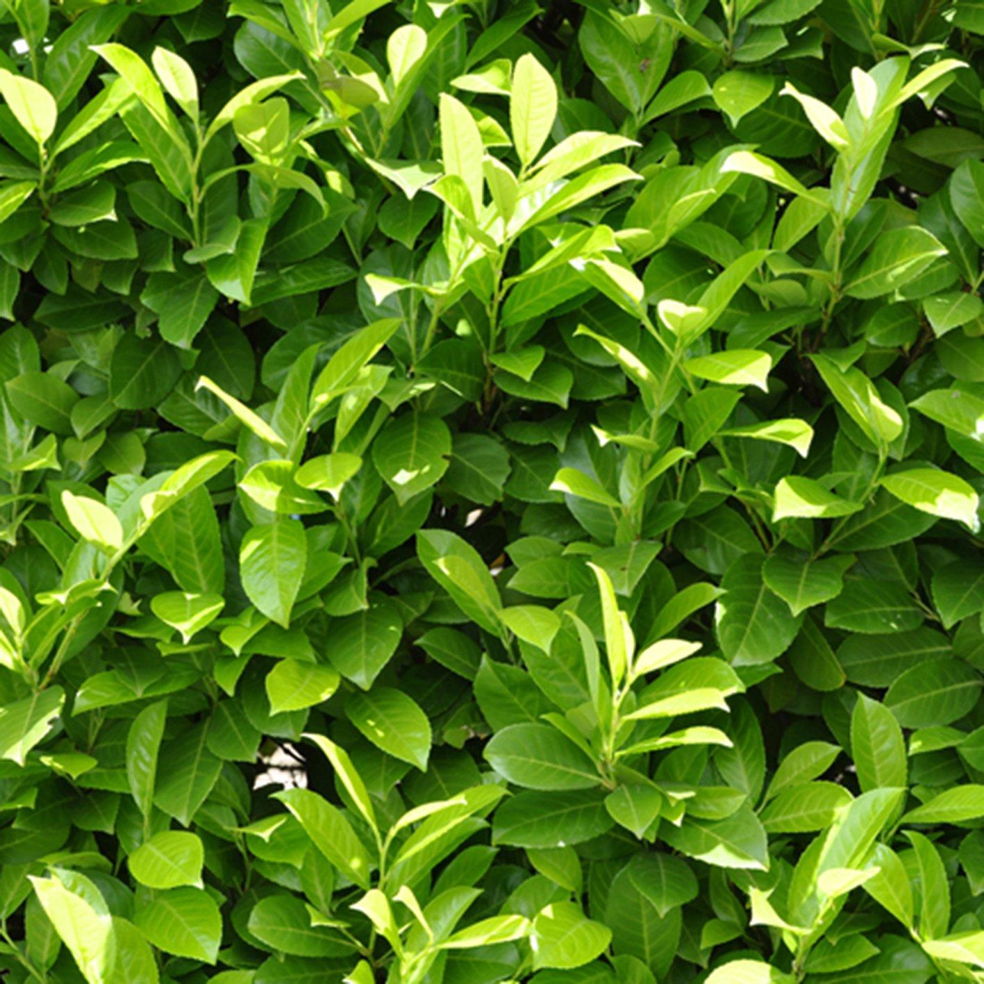 Yougarden  Prunus Laurocerasus (Laurel) 9Cm X12 - Green - 12x9cm pot