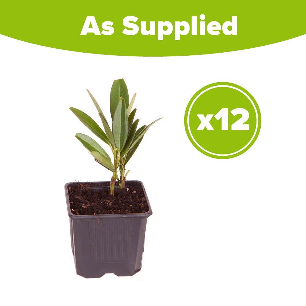 Green - YouGarden - Prunus laurocerasus (Laurel) 9cm x12 - 2