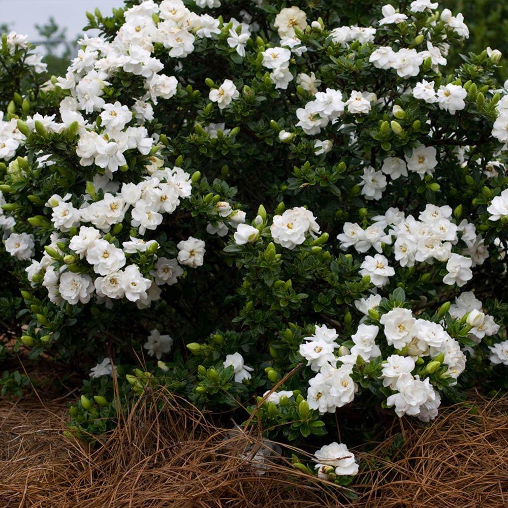 White - YouGarden - Gardenia Crown Jewels (3 x 9cm Pots) - 1