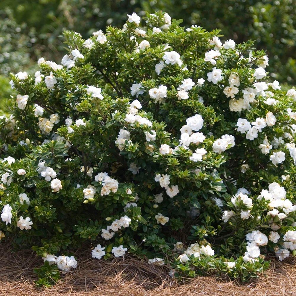 White - YouGarden - Gardenia Crown Jewels (3 x 9cm Pots) - 2