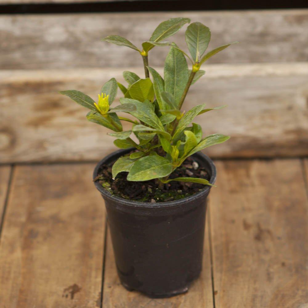 White - YouGarden - Gardenia Crown Jewels (3 x 9cm Pots) - 3