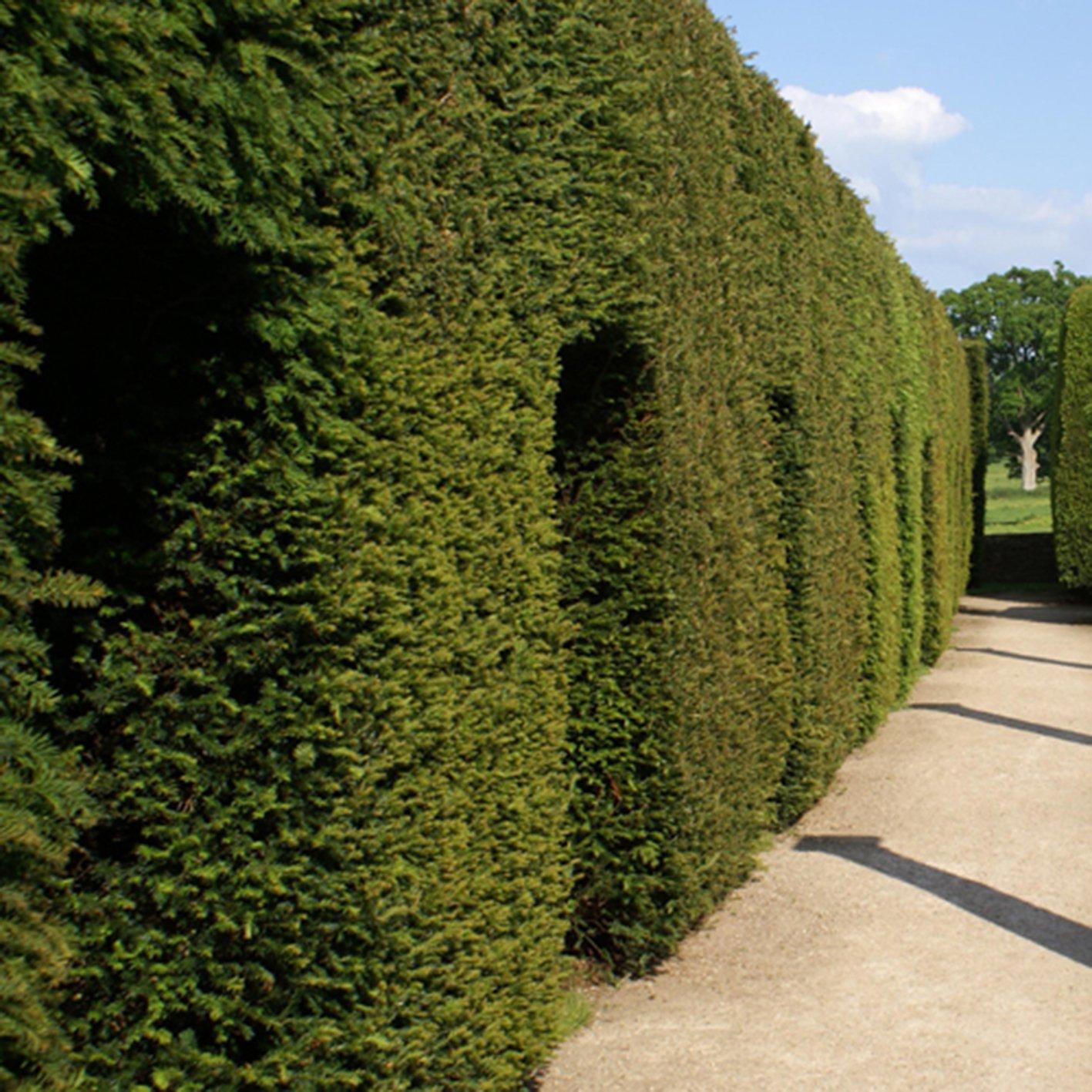 Yougarden  Taxus Baccata (Yew Hedging) 25-35Cm 8Cm X12 - Green - 12x8cm pot