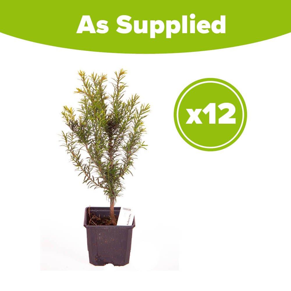 Green - YouGarden - Taxus baccata (Yew hedging) 25-35cm 8cm x12 - 3