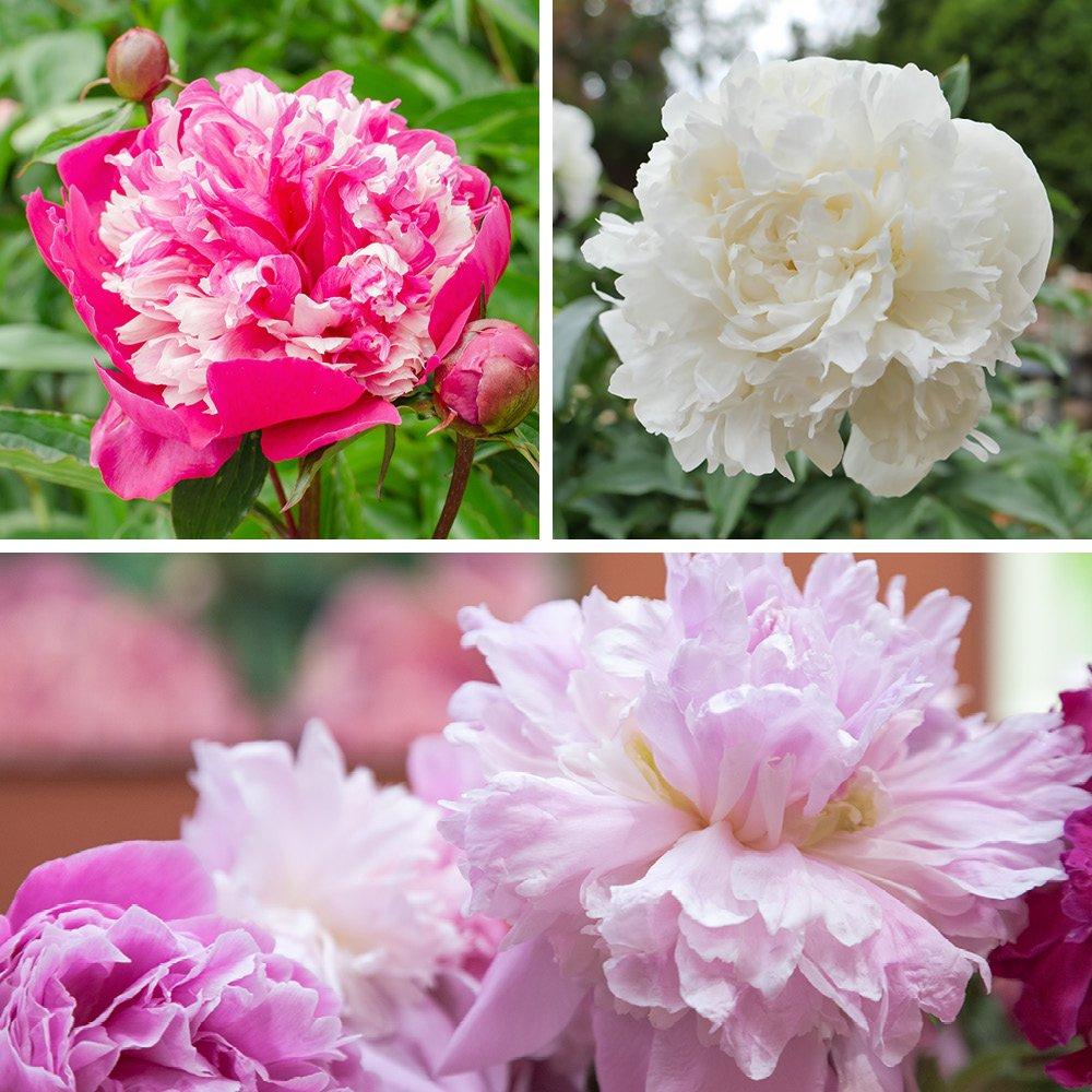 YouGarden Peony Ruffles BR Collection