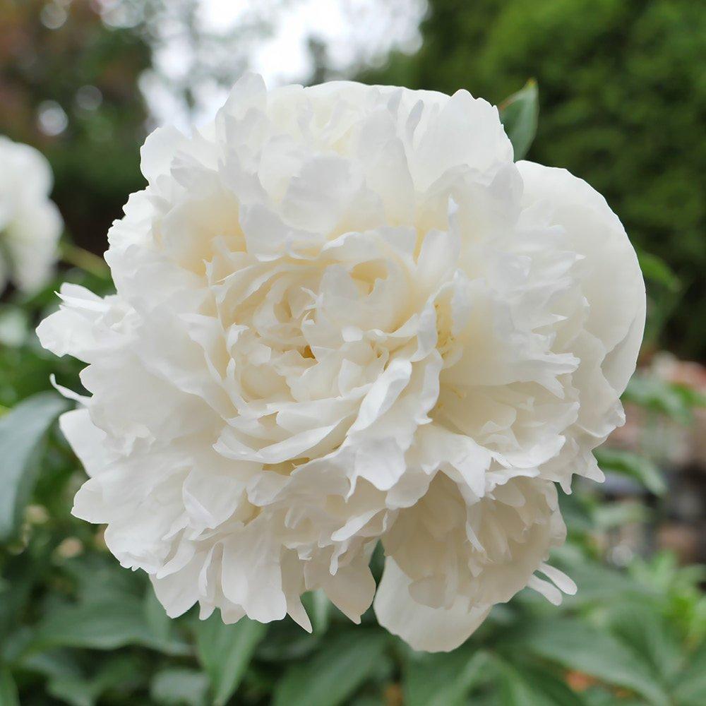 Multi - YouGarden - Peony Ruffles BR Collection - 3