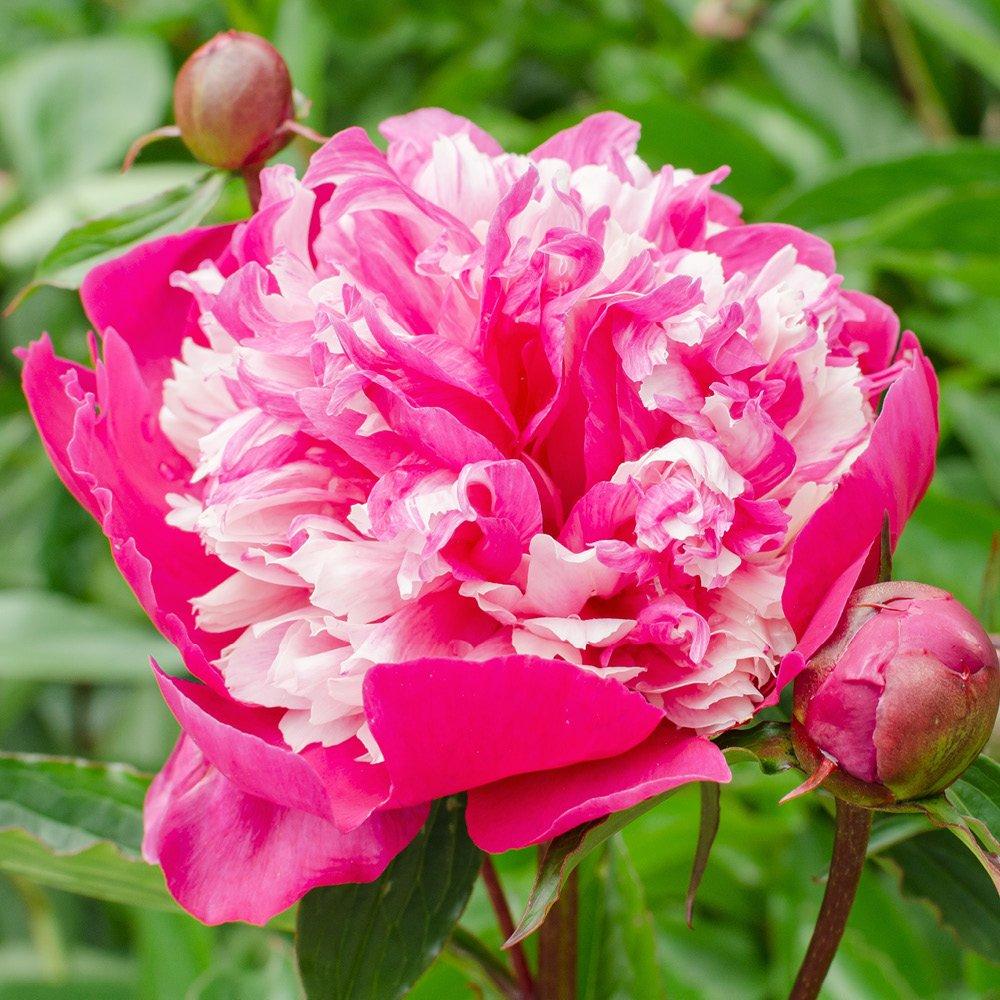 Multi - YouGarden - Peony Ruffles BR Collection - 4