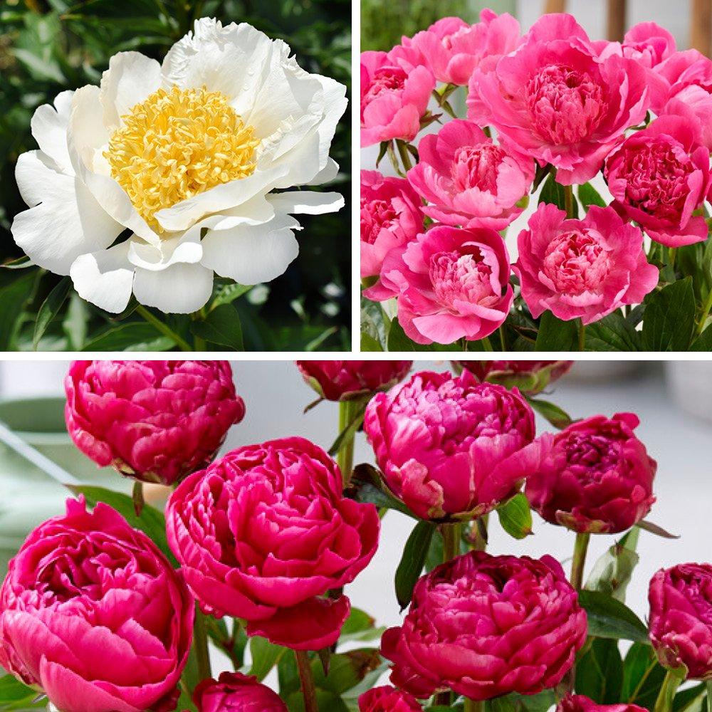 YouGarden Patio Peony BR Collection
