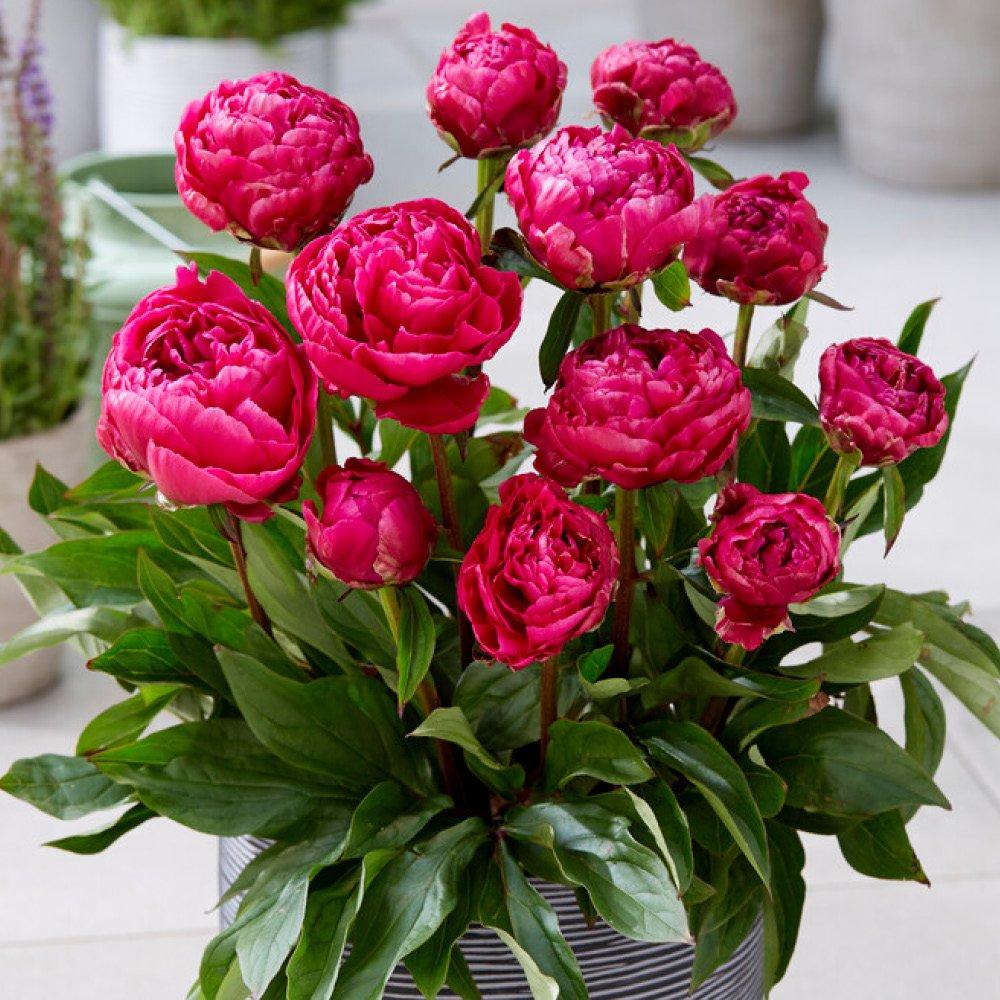 Multi - YouGarden - Patio Peony BR Collection - 2