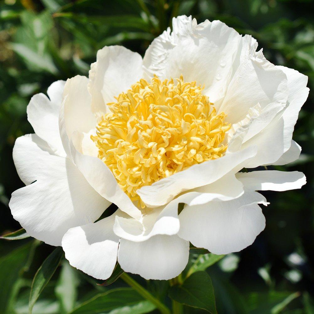Multi - YouGarden - Patio Peony BR Collection - 3