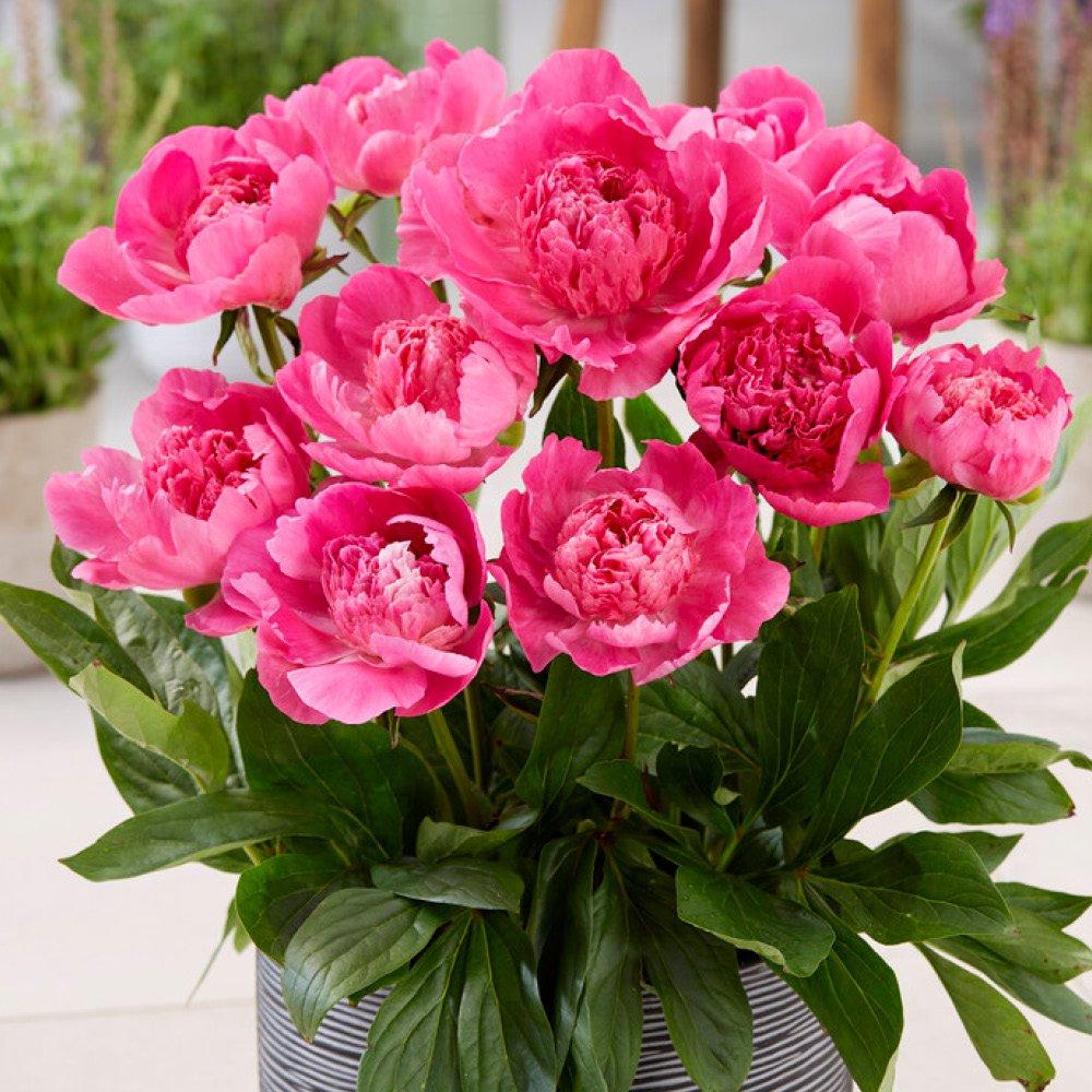Multi - YouGarden - Patio Peony BR Collection - 4