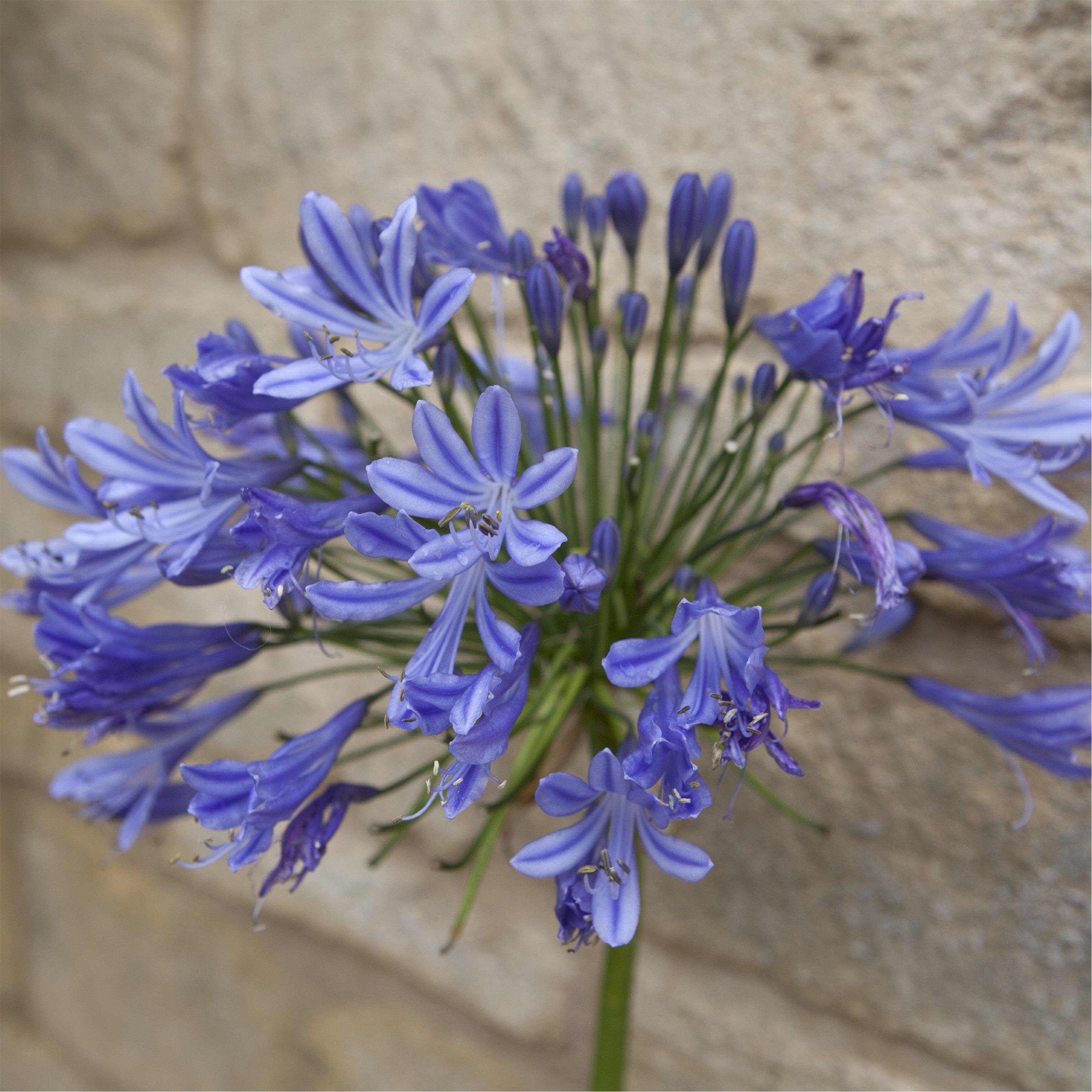 Blue - YouGarden - Agapanthus africanus Blue bare root x10 - 2