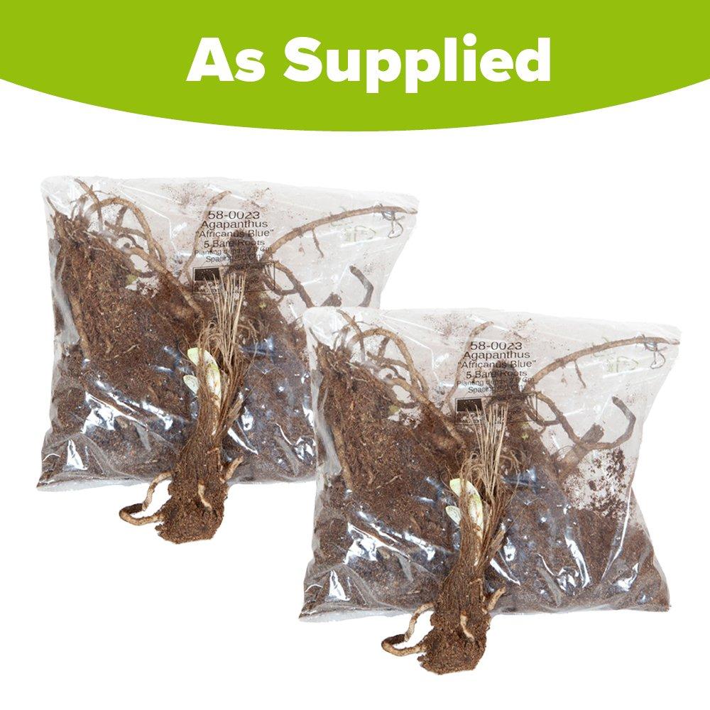 Blue - YouGarden - Agapanthus africanus Blue bare root x10 - 3