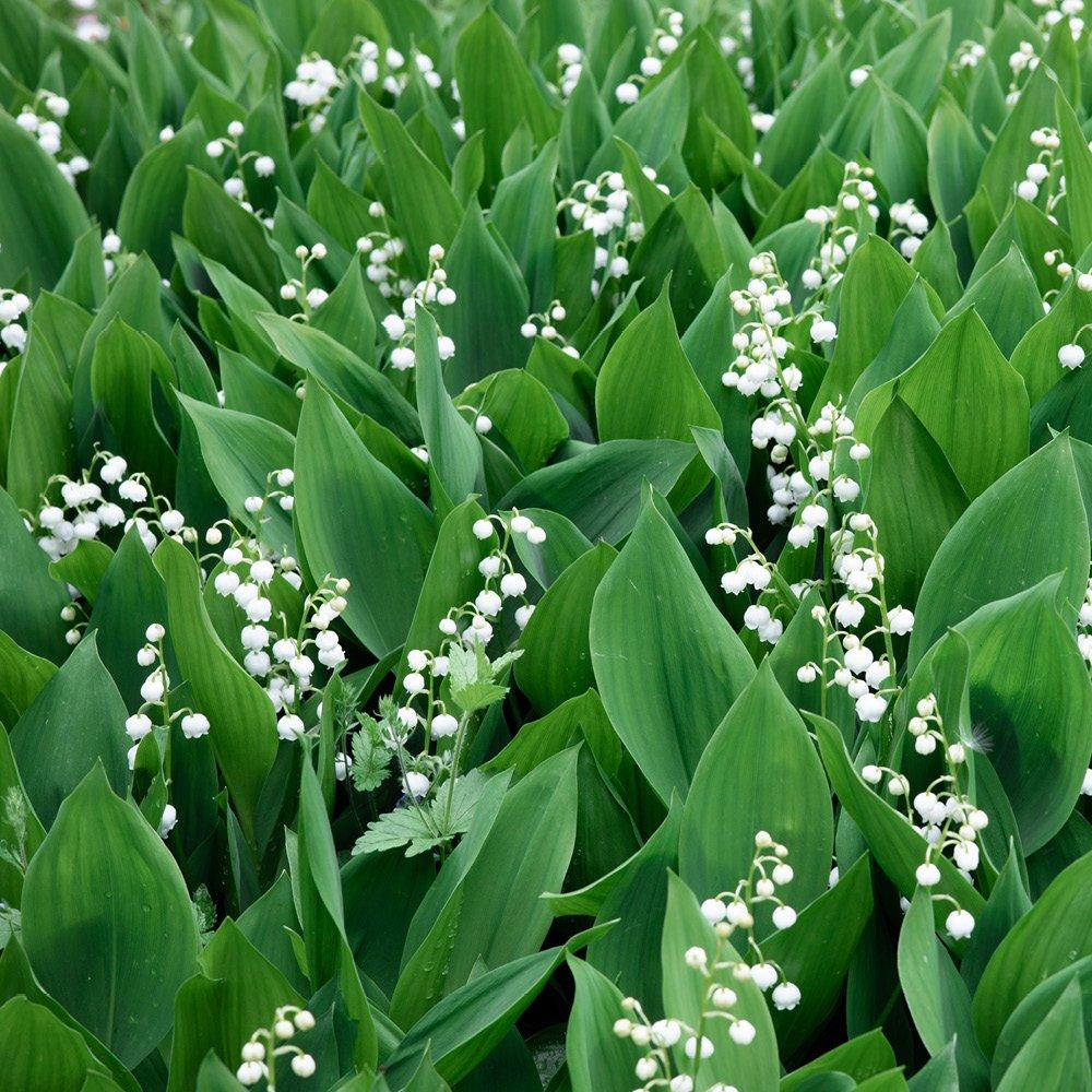 Multi - YouGarden - Pink & White Convallaria Pip Collection - 2
