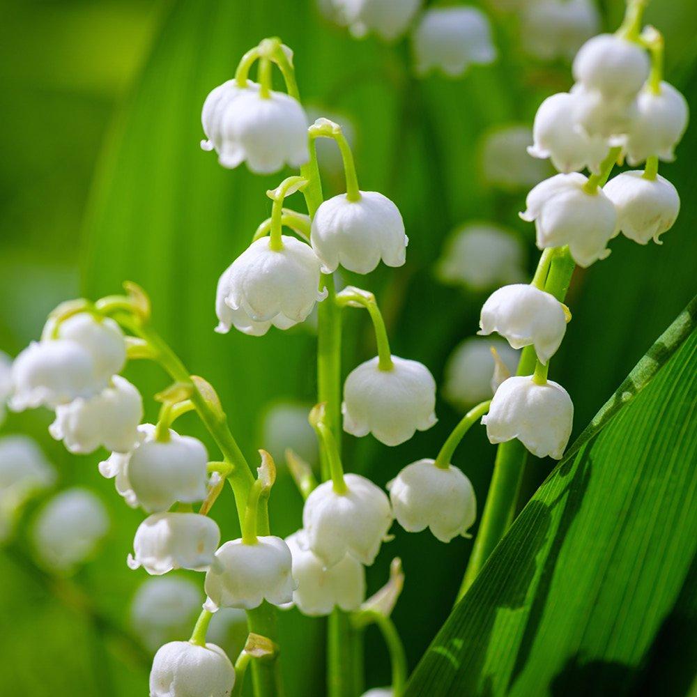 Multi - YouGarden - Pink & White Convallaria Pip Collection - 3