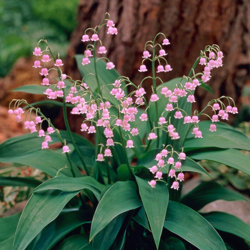 Multi - YouGarden - Pink & White Convallaria Pip Collection - 4