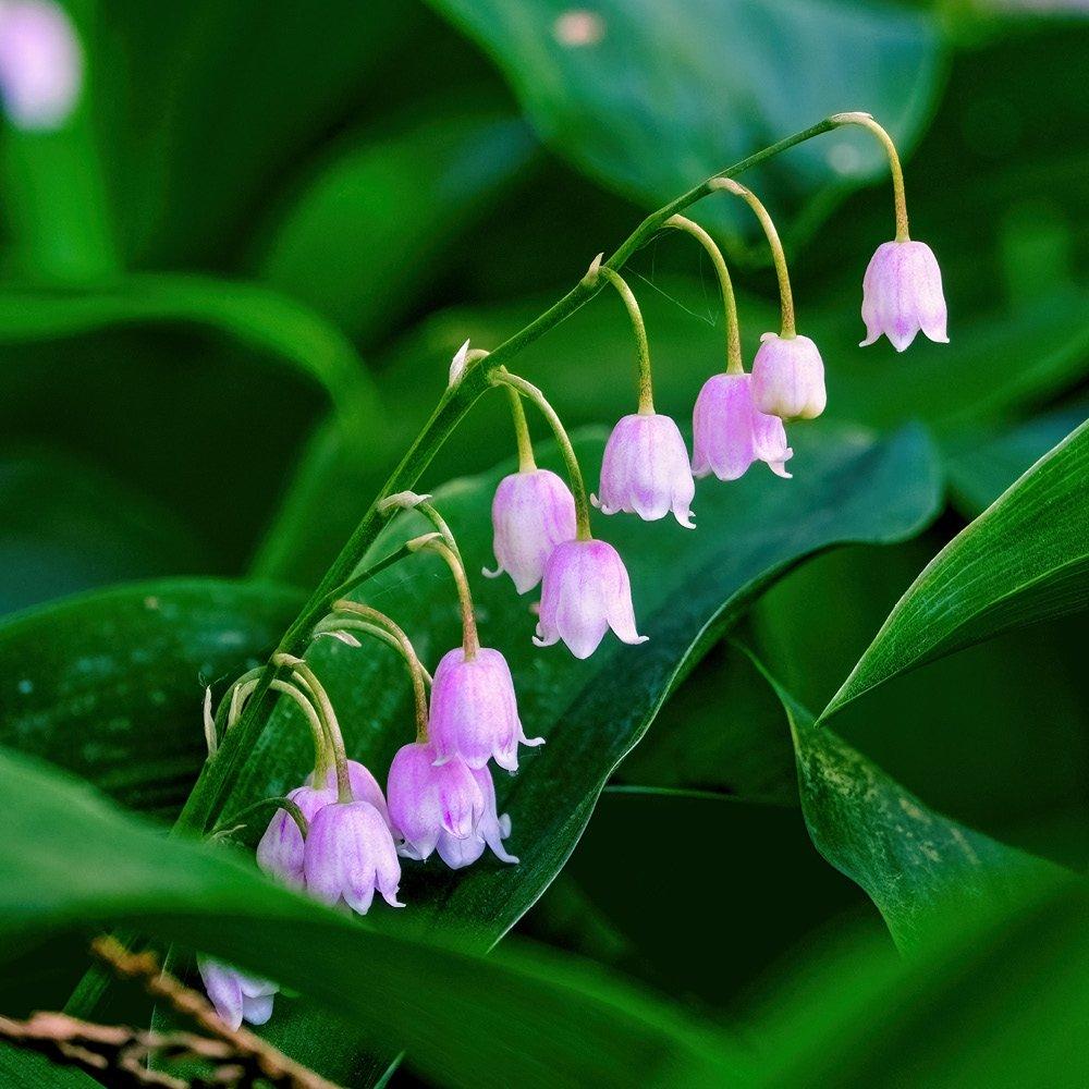 Multi - YouGarden - Pink & White Convallaria Pip Collection - 5