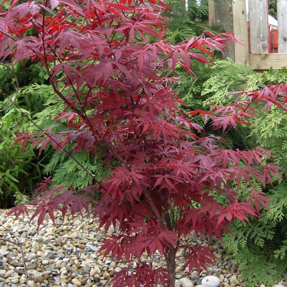 Multi - YouGarden - Acer palmatum Atropurpureum (10.5cm Pot) - 1