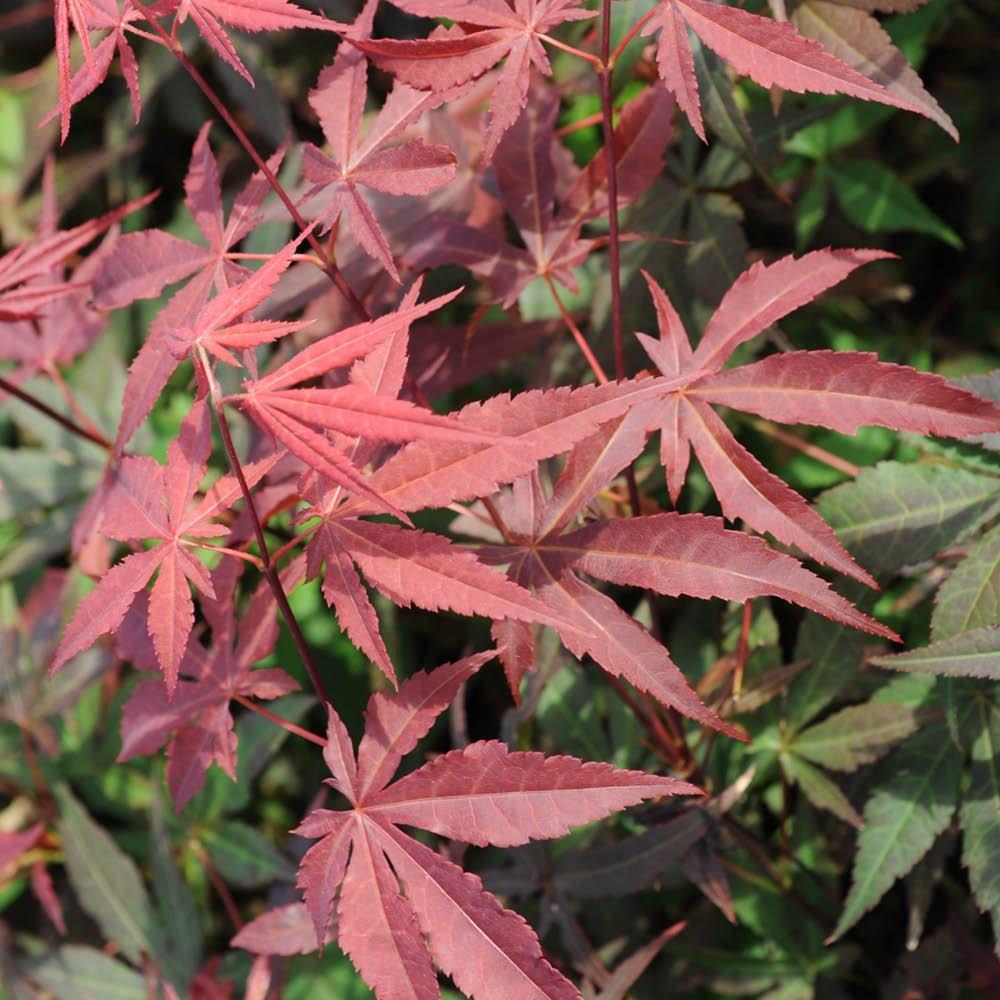 Multi - YouGarden - Acer palmatum Atropurpureum (10.5cm Pot) - 2