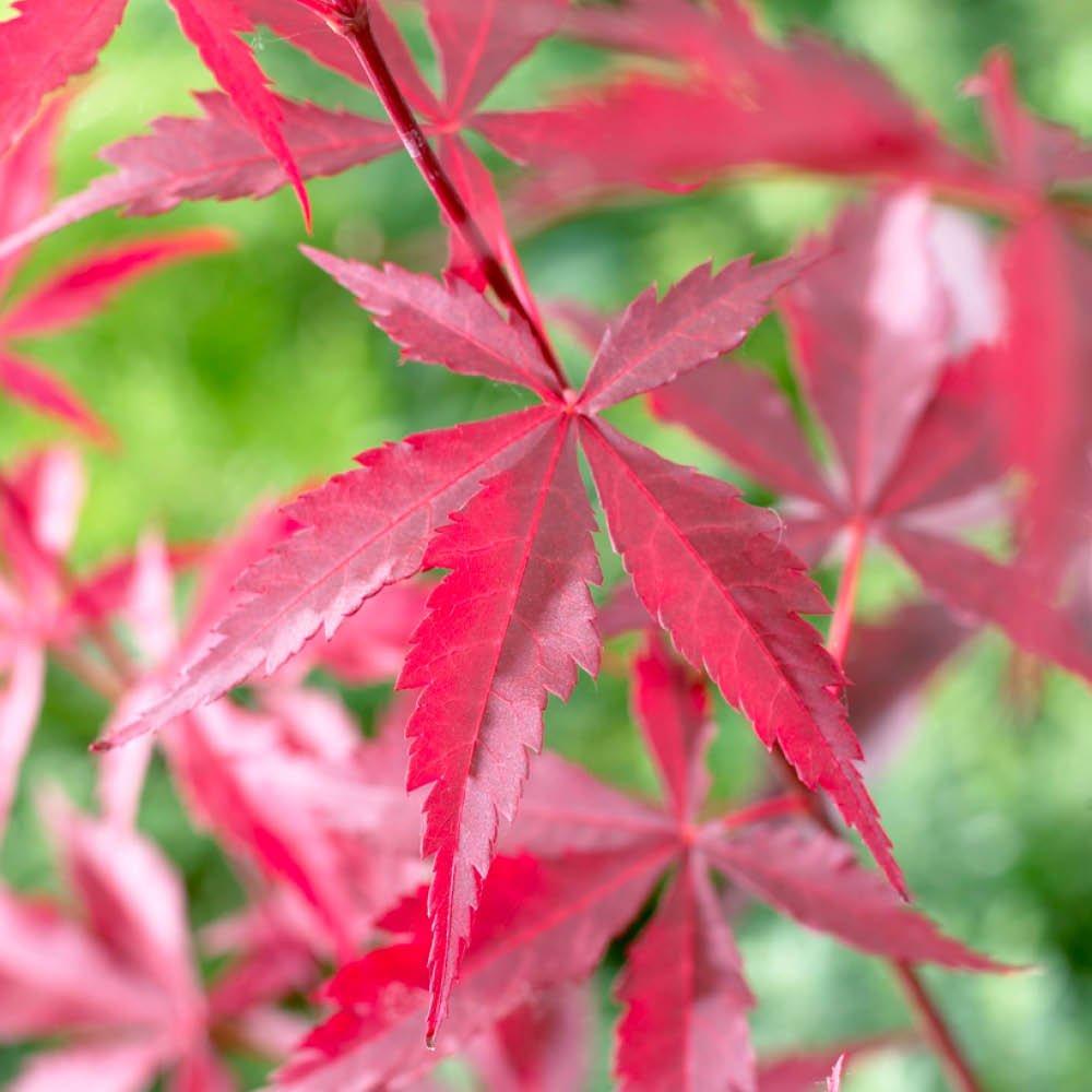 Multi - YouGarden - Acer palmatum Atropurpureum (10.5cm Pot) - 3