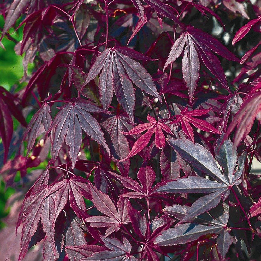 Multi - YouGarden - Acer palmatum Atropurpureum (10.5cm Pot) - 4