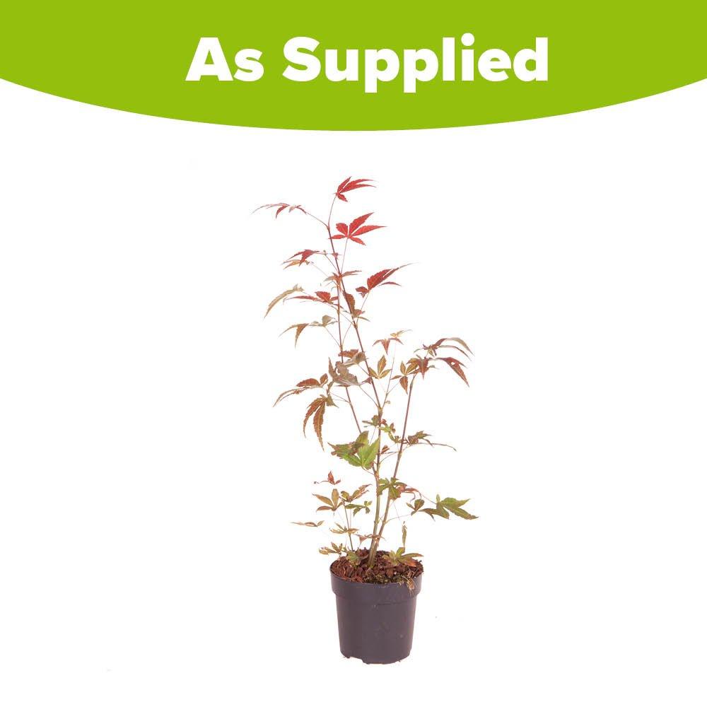 Multi - YouGarden - Acer palmatum Atropurpureum (10.5cm Pot) - 5