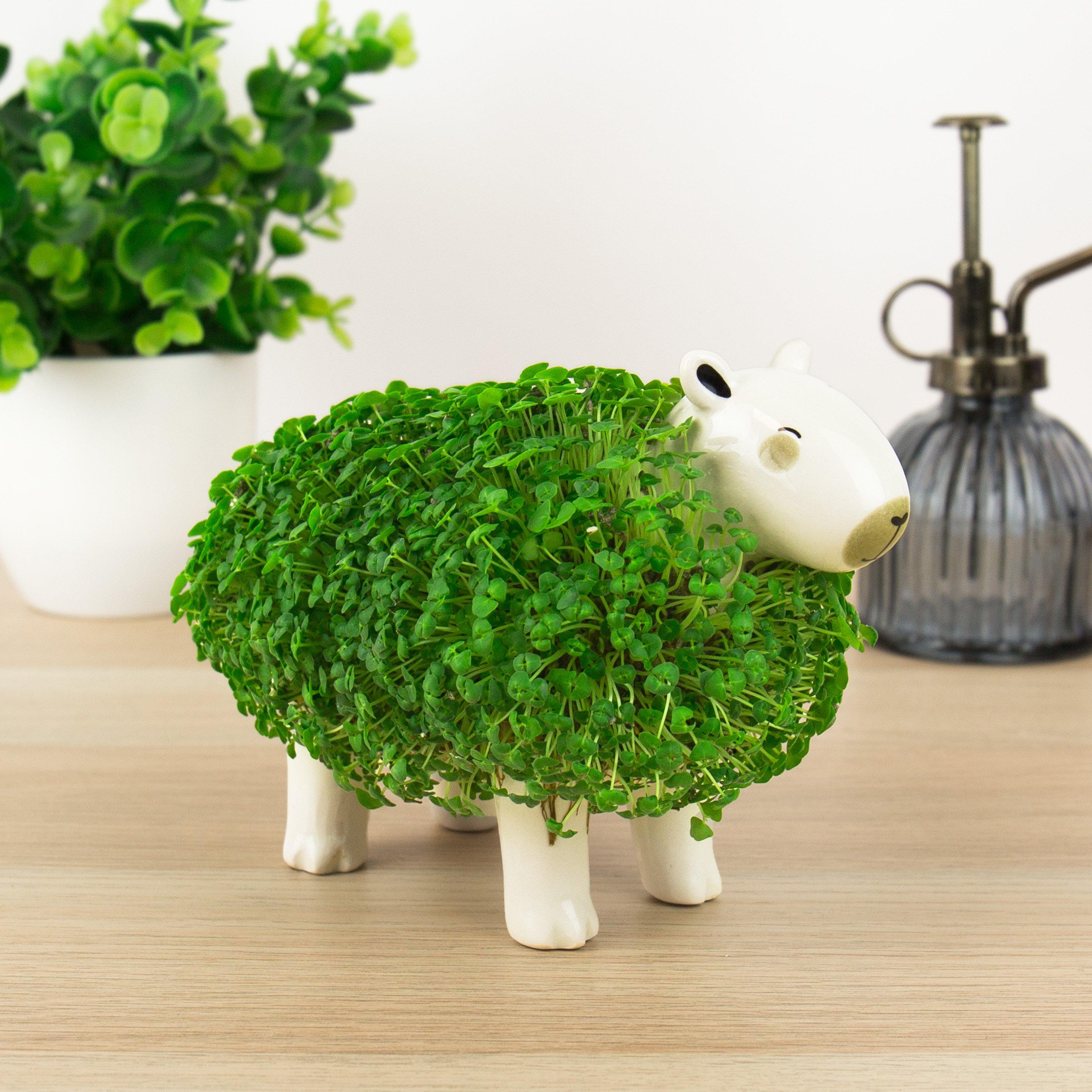 Multi - Gift Republic - CAPYBARA CHIA PLANTER - 3