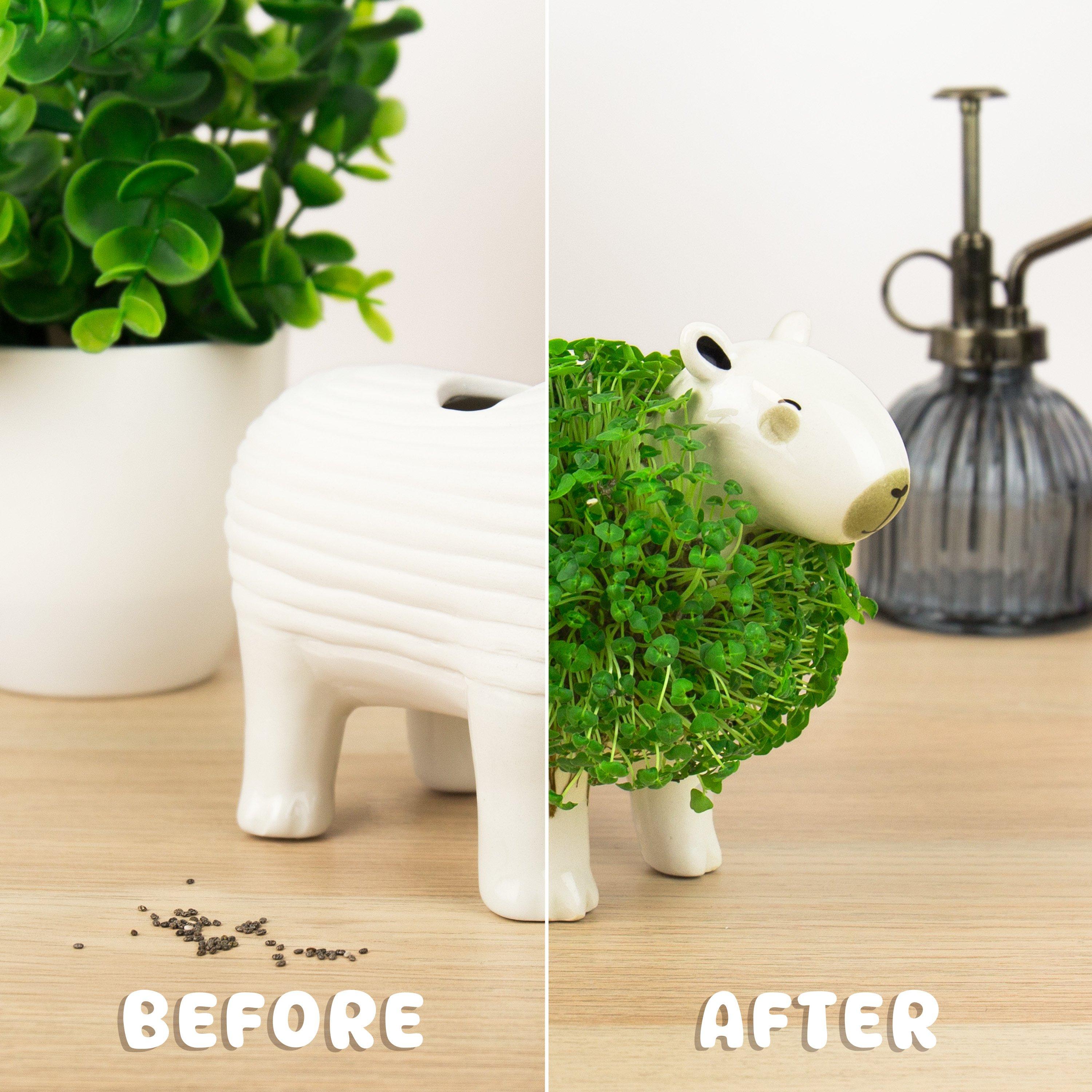 Multi - Gift Republic - CAPYBARA CHIA PLANTER - 4