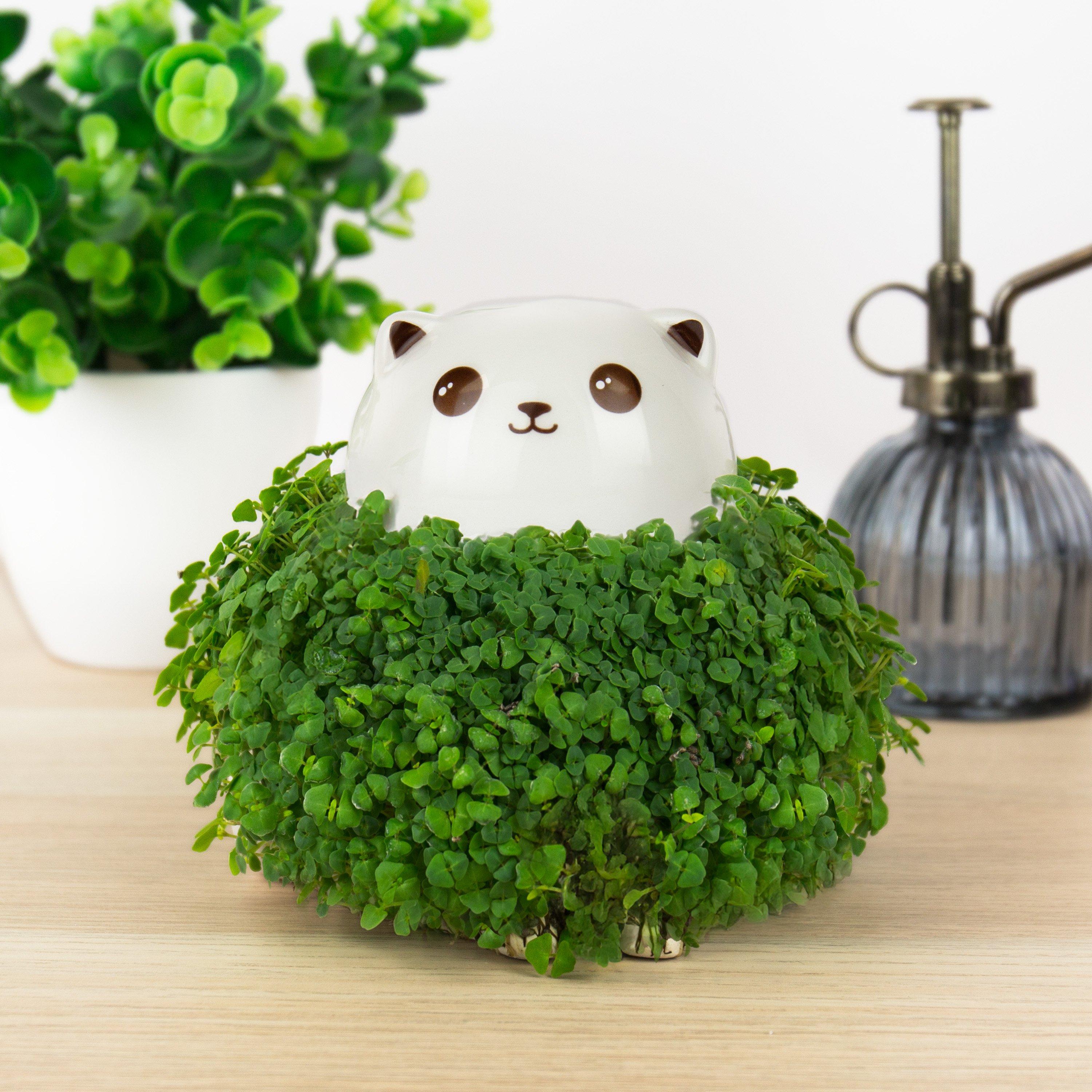 Multi - Gift Republic - CAT CHIA PLANTER - 4