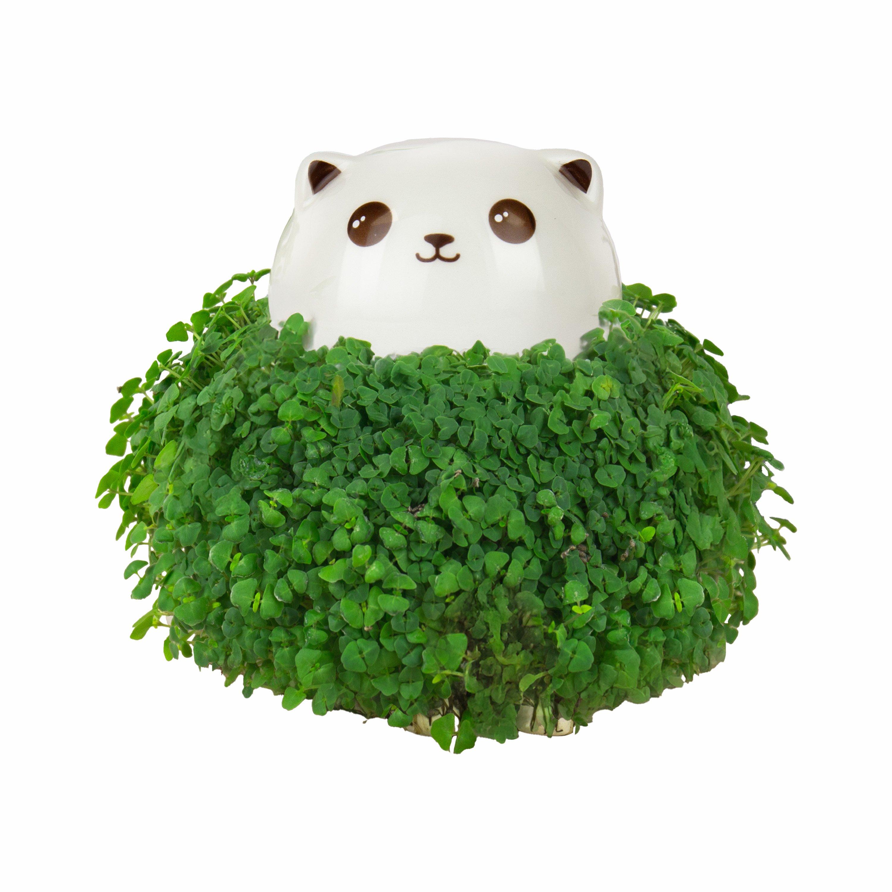 Multi - Gift Republic - CAT CHIA PLANTER - 9