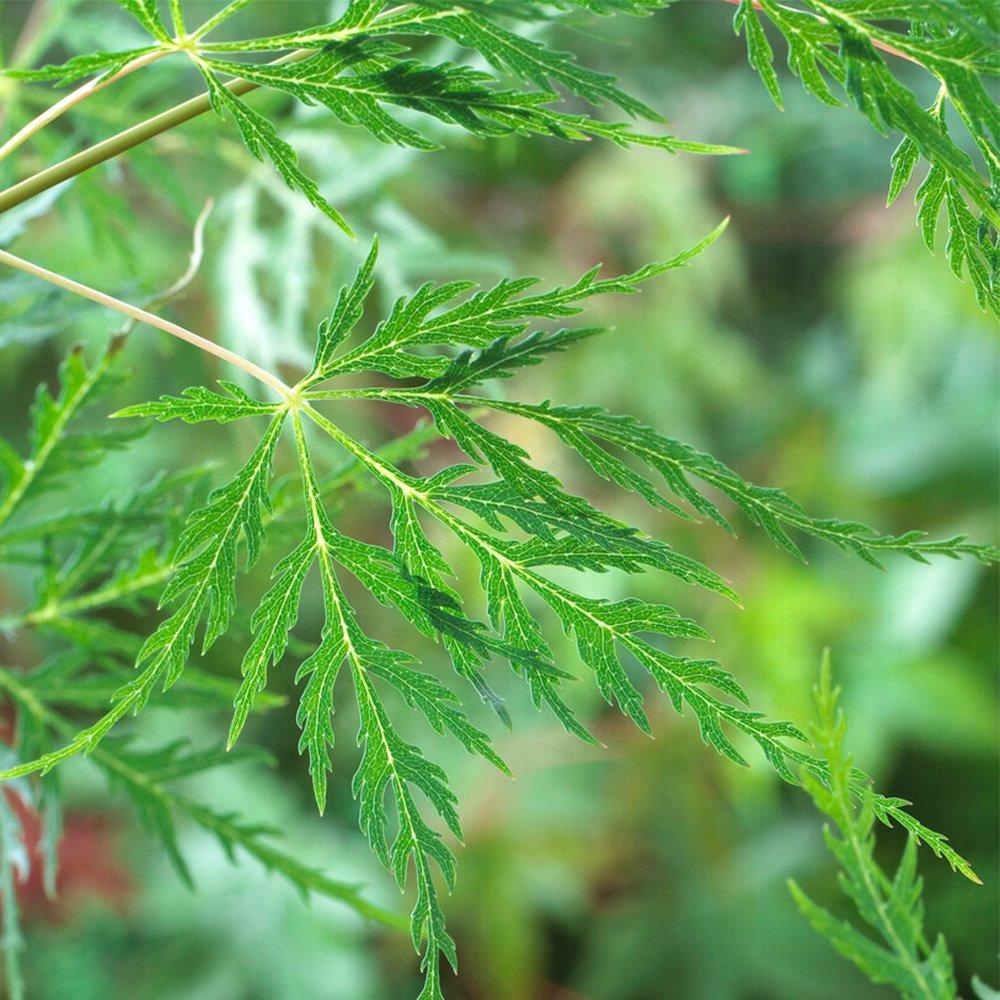 Multi - YouGarden - Acer palmatum Emerald Lace (10.5cm Pot) - 1